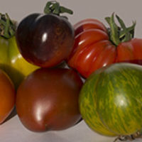 Verkauf von Tomaten, Chili und Co. – Exoten-Verkauf