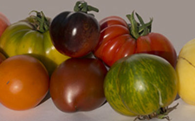 Verkauf von Tomaten, Chili und Co. – Exoten-Verkauf